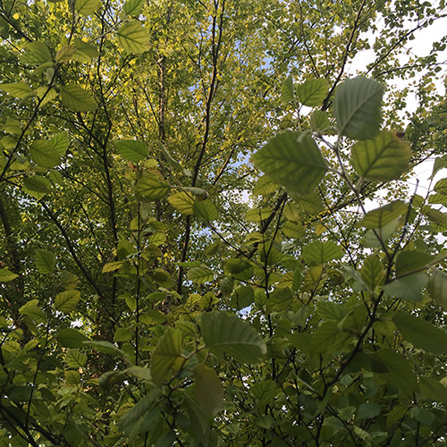 River Birch With Chlorosis